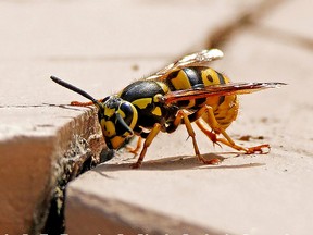 A Yellowjacket wasp basks in the August heat in Edmonton. Hot and dry conditions in the city have resulted in possibly the worst year ever for wasp infestation in Edmonton. The insects are attracted to meats and sweet beverages and can sting multiple times. Agitated wasps can release pheromones that are chemical signals detected by other nearby wasps and induce aggressive behaviour, even while dying.