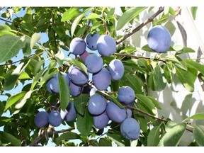 Prune plums thrive in the Alberta sunshine but need the right fertilizer to fruit.