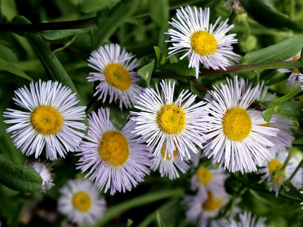 Growing Things: Native plants weathered this summer's drought with ease ...