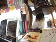 Fleur the cat at Wee Book Inn on Whyte Avenue.