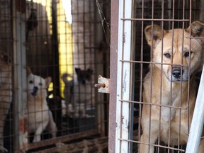 Dogs are locked up in cages at a dog-meat farm in Seosan, South Korea.