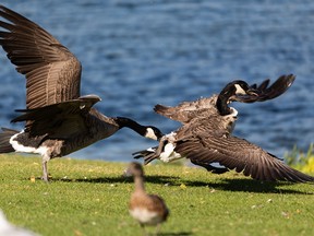 Unruly Canada geese stop over at Hawrelak Park as they continue their southern fall migration in Edmonton, on Wednesday, Sept. 15, 2021. Photo by Ian Kucerak