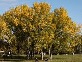 Friends take a break to chat under poplar trees at Hawrelak Park in Edmonton on Sept. 20, 2021.