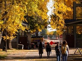 Students walk through a canopy of fall colour at the University of Alberta in Edmonton, on Monday, Sept. 27, 2021. Photo by Ian Kucerak