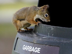 A squirrel peers into a garbage container at Whitemud Park in Edmonton. (PHOTO BY LARRY WONG/POSTMEDIA)