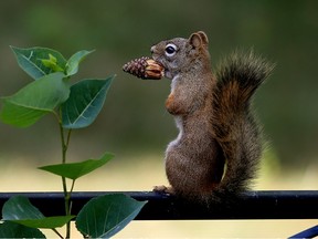 A squirrel with a mouthful of pine cone gets an early start on its winter food storage preparations while perched on a fence in Edmonton. (PHOTO BY LARRY WONG/POSTMEDIA)