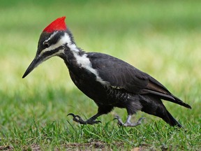 A pileated woodpecker searches for food at Whitemud Park in Edmonton on Thursday September 14, 2021. (PHOTO BY LARRY WONG/POSTMEDIA)