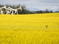 Pumpjacks draw oil out of the ground as a deer stands in a canola field near Olds, Alta., July 16, 2020. THE CANADIAN PRESS/Jeff McIntosh
