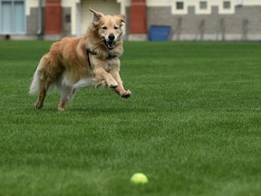 Russell a four-year-old golden retriever searches for the tennis ball thrown by his owner in Kinsmen Park in Edmonton, September 2, 2021. Ed Kaiser/Postmedia