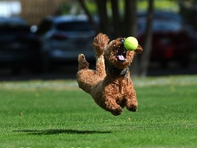 Now that's a stretch as Keko, a 16 month old Mulit Poodle gives it his best effort to grab the ball thrown by his owner at Victoria Park in Edmonton, September 9, 2021. Ed Kaiser/Postmedia