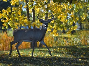 A deer walking through the autumn colours while feeding on the grass in south Edmonton, September 24, 2021. Ed Kaiser/Postmedia