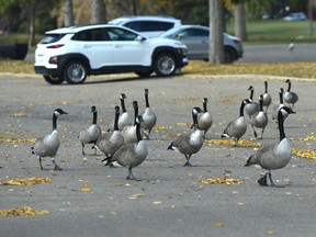 Lookin' for parking. A flock of geese take over a section of the parking lot as they stroll the asphalt to get to grassier surfaces at Hawrelak Park in Edmonton, September 28, 2021. Ed Kaiser/Postmedia