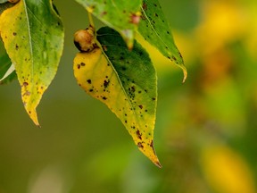 Leaves losing their colour early and developing black spots may be suffering a fungal disease.