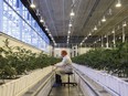 A worker tends to marijuana plants at the Aurora Sky facility in Edmonton.
