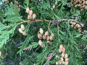 Drought conditions earlier this year trigged this cedar, and several other trees, to produce an abundance of seed to ensure their species' survival.