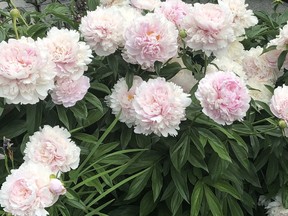 A prize in the garden, peonies can be tricky to successfully split up.



Peonies can be the star of the show in perennial beds or borders. Although they bloomed early, and faded just as early this season, peonies are a must-have for their magnificent bloom and fragrance. Bill Brooks photo