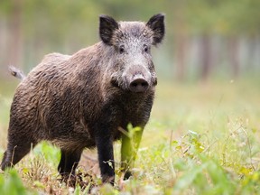 Keep your distance if you come across wild pigs whether they are actual wild boars or feral pigs and any encounter should be reported to the local animal health authorities.