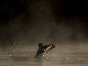 A duck flaps its wings as a fog rises off the water at the pond in Edmonton's Hawrelak Park, Thursday Oct. 7, 2021. Photo by David Bloom