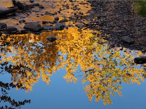 The sun illuminates fall foliage reflected in the water in Millcreek Ravine in Edmonton, on Friday, Oct. 1, 2021. Photo by Ian Kucerak
