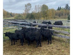 The RCMP livestock investigation unit seized 19 head of cattle after an investigation into fraudulent purchases.