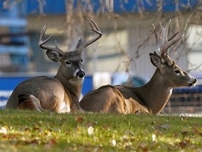 Two deer rest under some trees at the AltaGas Edmonton Ethane Extraction Plant in south Edmonton on October 27, 2021. (PHOTO BY LARRY WONG/POSTMEDIA)