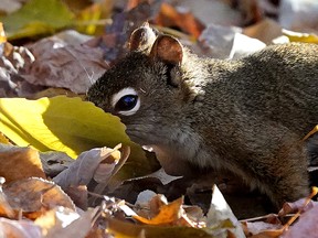 A squirrel searches for food under the autumn leaves in southwest Edmonton on October 21, 2021. (PHOTO BY LARRY WONG/POSTMEDIA)