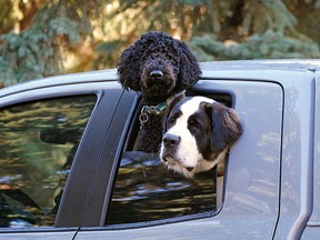 Two dogs enjoy the crisp autumn air while riding in the back of a truck in southwest Edmonton on Monday October 11, 2021. Temperatures reached a high of 7C degrees on Monday. (PHOTO BY LARRY WONG/POSTMEDIA)