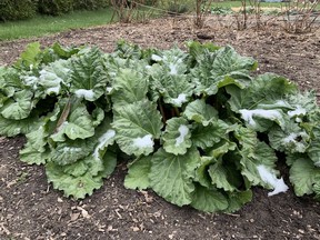 A rhubarb plant in a backyard garden.