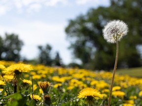 Dandelions bloom and go to seed in a park along Strathearn Crescent in Edmonton, on Friday, June 4, 2021.