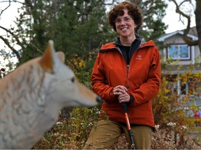 Through her Edmonton Urban Coyote Project, Dr. Colleen Cassady St. Clair has documented a slight decrease in coyote sighting reports in the city so far in 2021 in Edmonton, Nov. 5, 2021.