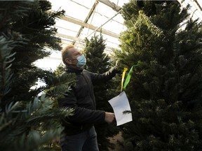Rod Sirman, owner of Greenland Garden Centre inspects one of the 735 Christmas trees that he received on Wednesday, Nov. 24, 2021 at his business in Sherwood Park.