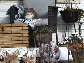 This cat has a comfortable spot on the chair trying to soak up the sun rays out front of a home in south Edmonton, November 7, 2021. Ed Kaiser/Postmedia