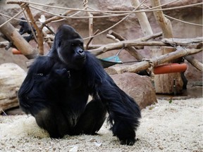 Richard, a western lowland gorilla who tested positive for COVID-19 in February 2021, sits inside its enclosure at closed Prague Zoo amid the coronavirus disease (COVID-19) outbreak in Prague, Czech Republic, November 10, 2020. Picture taken November 10, 2020.
