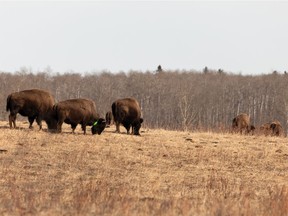 A herd of bison graze in a field at Elk Island National Park outside of Edmonton on March 30, 2021.