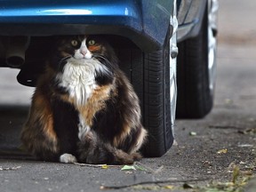 This maybe Garfield's cousin as this cat finds the perfect hiding spot to survey the neighbourhood, just remember to scurry away when the car starts up in downtown Edmonton, August 12, 2021.