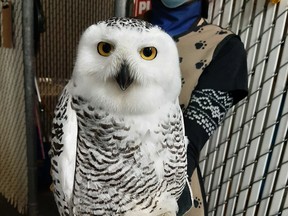A snowy owl being rehabilitated at WILDNorth, an Edmonton wildlife rescue and rehabilitation organization. Photo supplied.