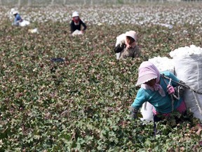 This photo taken on Sept. 20, 2015 shows Chinese farmers picking cotton in the fields during the harvest season in China's Xinjiang region.