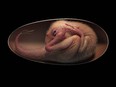 Rendition of a close-to-hatching oviraptorosaur dinosaur embryo, which is based on the new specimen Baby Yingliang found in the Ganzhou, Jiangxi Province, southern China.