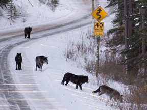 A wolf pack walks along the Bow River Parkway near Lake Louise, Alta, File photo.