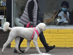 Look at that doggie through the window as the cat in the Cat Cafe is doing while a owner takes her dog for a walk along Whyte Ave. in Edmonton, December 1, 2021. Ed Kaiser/Postmedia