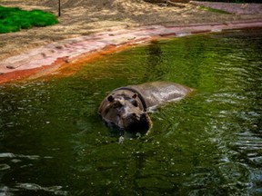 A hippo that has recently tested positive for COVID-19 is seen at Antwerp Zoo, amid the coronavirus disease (COVID-19) pandemic, in this handout photo dated Summer 2021.