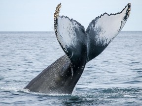 A humpback whale dives near Tiverton in the Bay of Fundy, Nova Scotia.