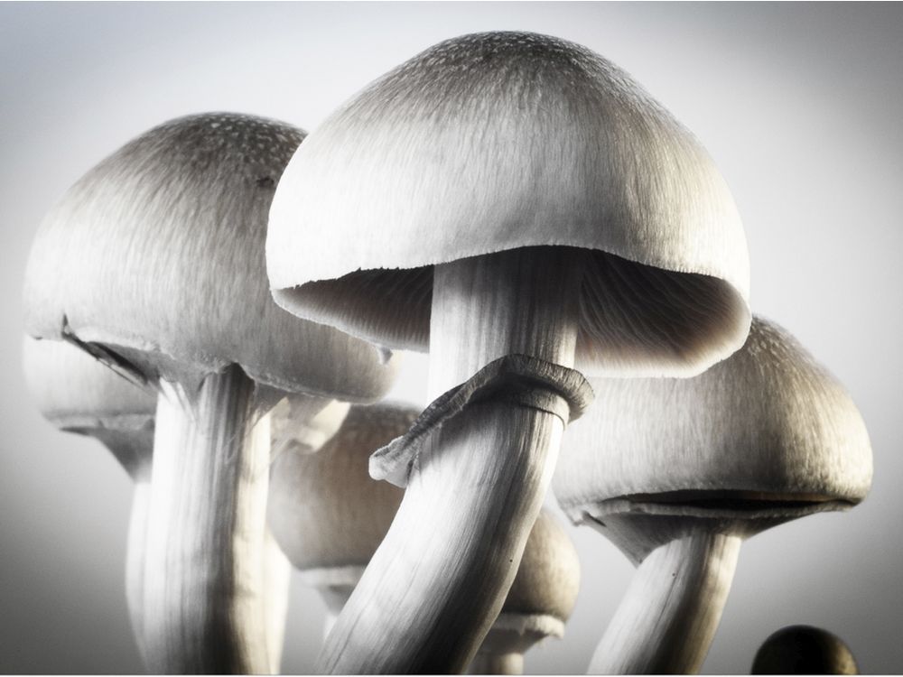  Psilocybe cubensis, one of the common magic mushrooms discussed in Robert Rogers’ book.