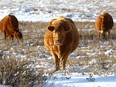 Cows grazing northwest of Calgary as BSE has been reported in Alberta. Photo taken on Tuesday, January 11, 2022.