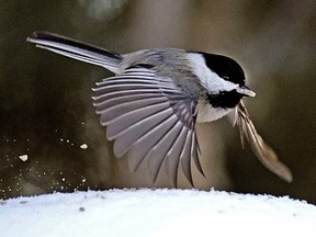 A chickadee takes flight after finding a seed to feed on at Hawrelak Park in Edmonton on Wednesday January 19, 2022. (PHOTO BY LARRY WONG/POSTMEDIA)