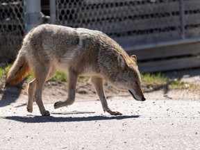 A coyote travels through an industrial park in Edmonton in April 2021. The city euthanized a large male coyote in the area of Mill Creek Ravine following a series of complaints from surrounding communities, and one dog sustaining serious injuries, the city said.