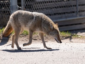 A coyote travels through an industrial park in Edmonton in April 2021. Multiple reports of coyote attacks in the river valley have been reported in recent weeks.