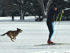 Heading to the races as a dog walks past a cross-country skier in Victoria Park as warmer weather draws people to Edmonton, January 10, 2022. Ed Kaiser / Postmedia