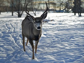 A buck walks along looking for food in a southend field as tempertures finally climbed to the plus side in Edmonton, January 11, 2022. Ed Kaiser/Postmedia