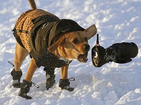 It was so doggone cold on Thursday January 6, 2022 that this fashionably-dressed dog named Luna had to run and fetch mittens for her human Ruth Jeang at SouthBARK dog park in Edmonton. Environment Canada has issued an extreme cold warning for the city all week. (PHOTO BY LARRY WONG/POSTMEDIA)